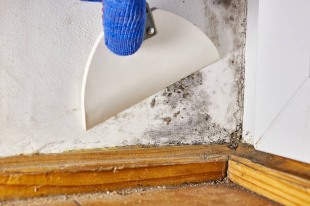 Best Mold Prevention Services  in Bristow, OK