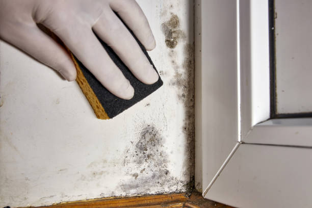 Mold Documentation for Insurance Claims in Bristow, OK